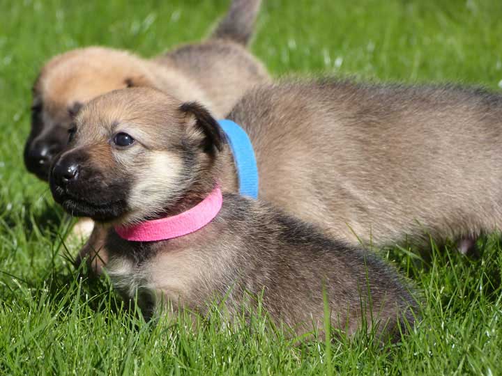 chinook dog